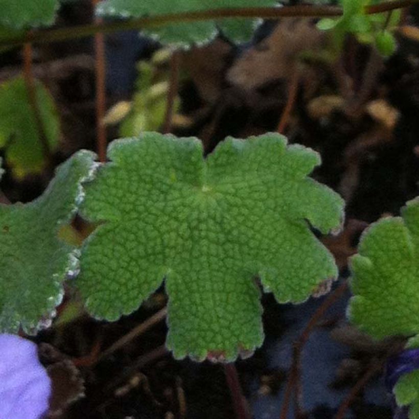 Geranium renardii Tcschelda - Kaukasus-Storchschnabel (Laub)