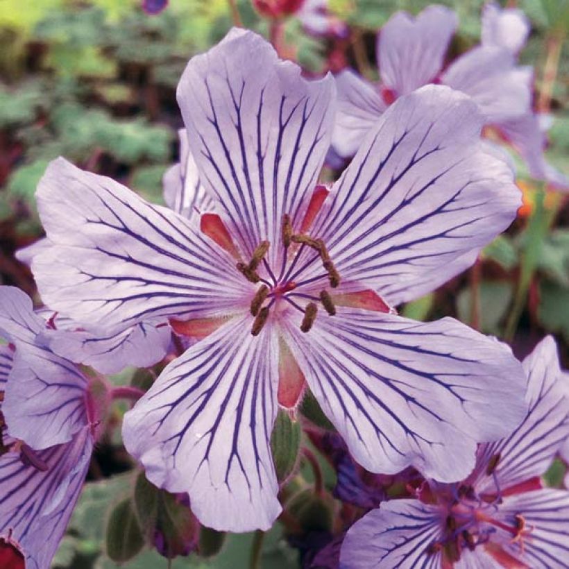 Geranium renardii Tcschelda - Kaukasus-Storchschnabel (Blüte)