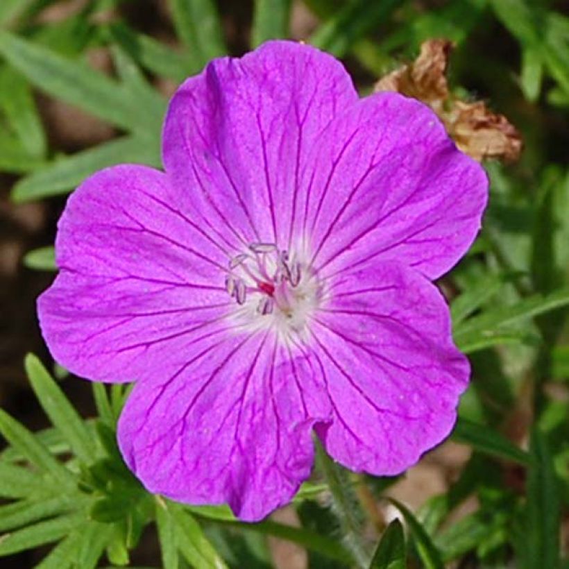 Geranium sanguineum (Blüte)