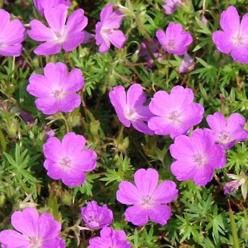 Geranium sanguineum Aviemore - Blutstorchschnabel (Laub)