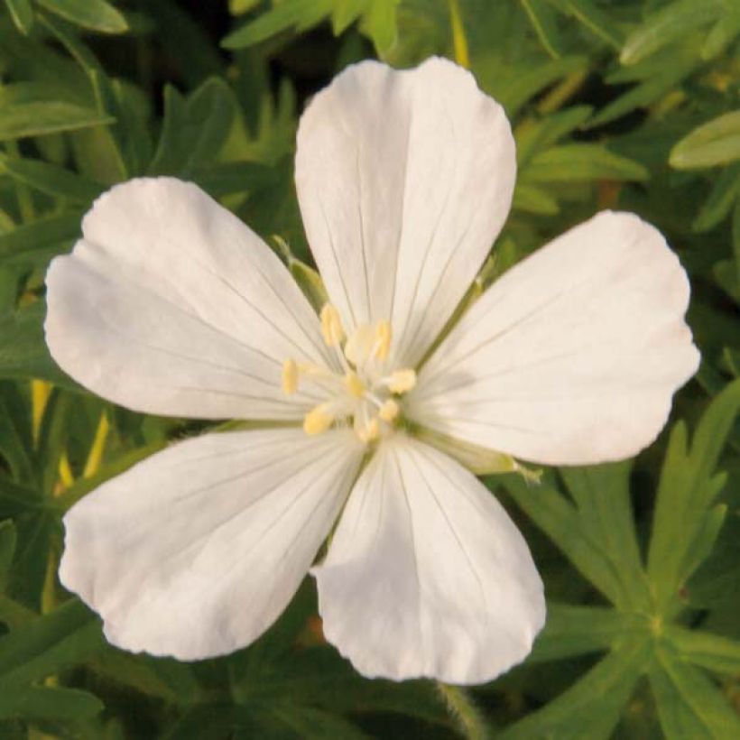 Geranium sanguineum Album - Blutstorchschnabel (Blüte)