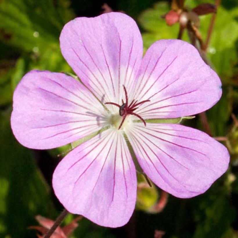 Storchschnabel Silvias Surprise - Geranium (Blüte)