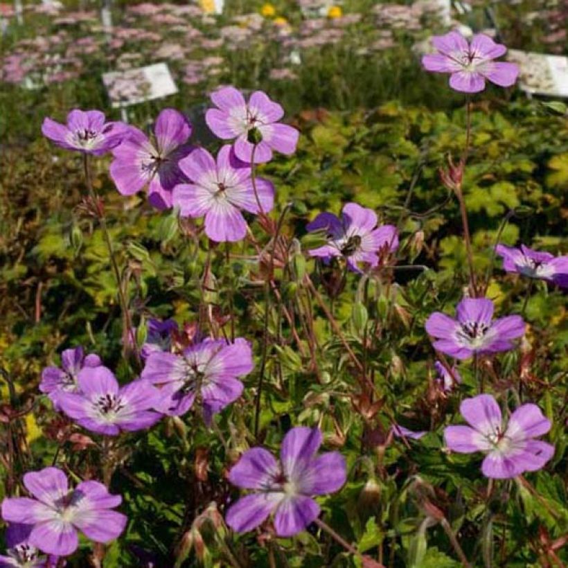 Storchschnabel Silvias Surprise - Geranium (Hafen)