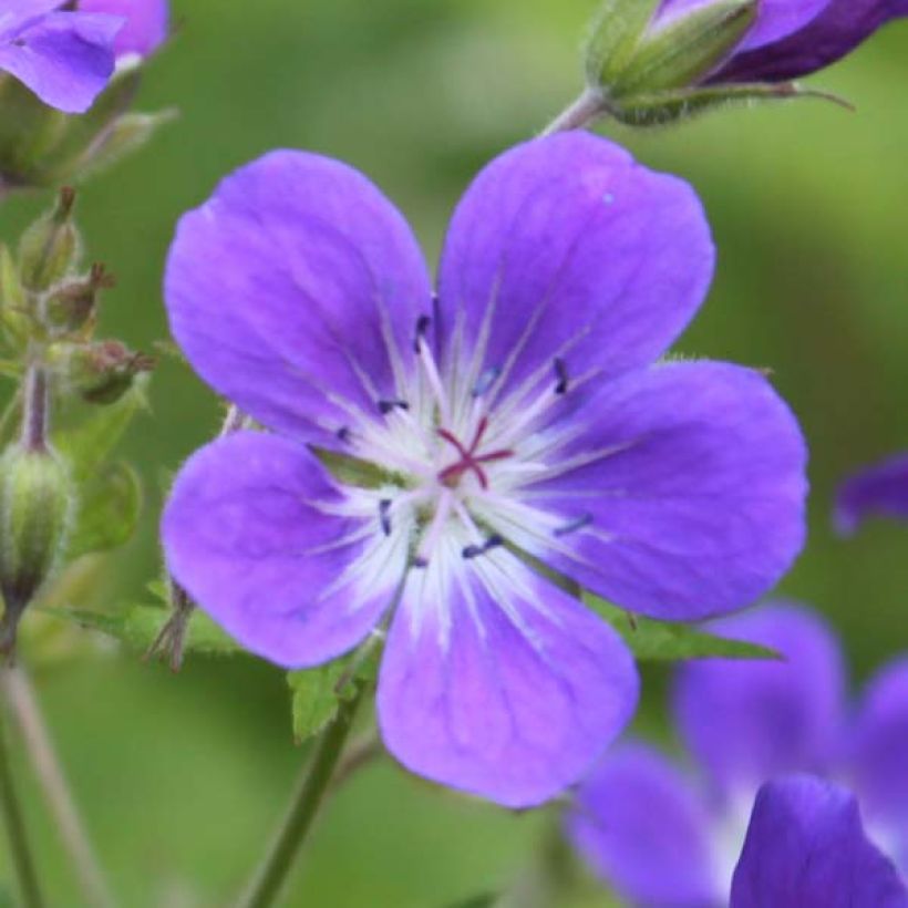 Geranium sylvaticum Ice Blue - Wald-Storchschnabel (Blüte)