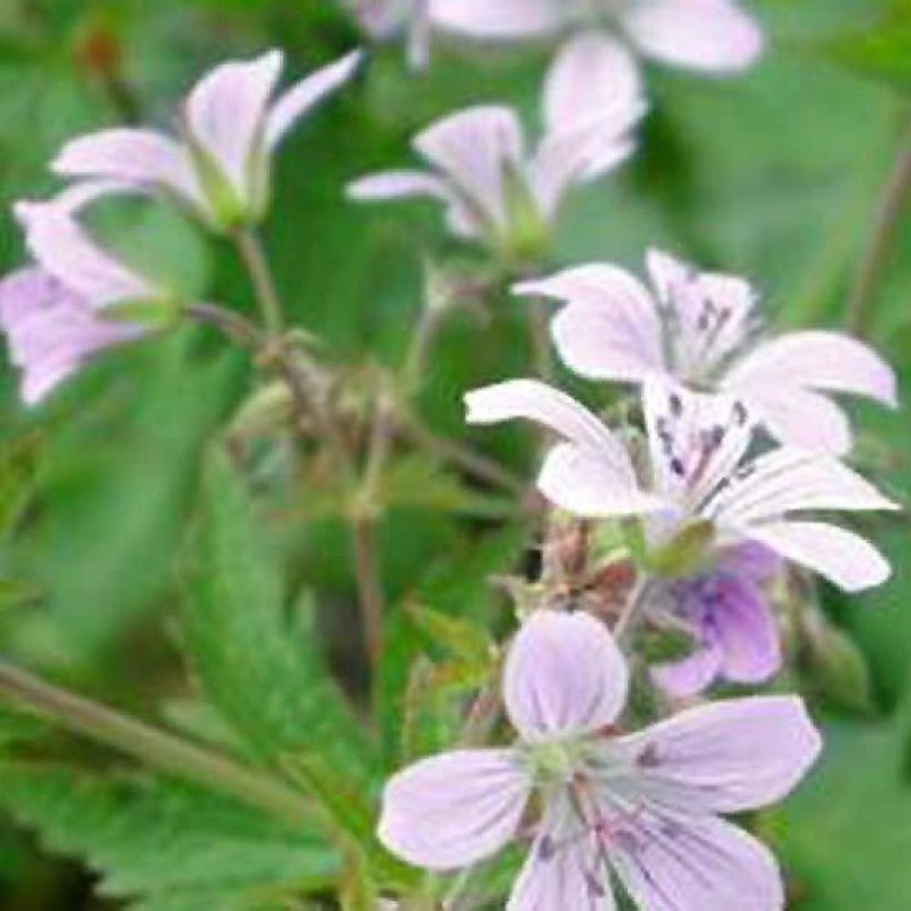 Geranium sylvaticum var. wanneri - Wald-Storchschnabel (Blüte)