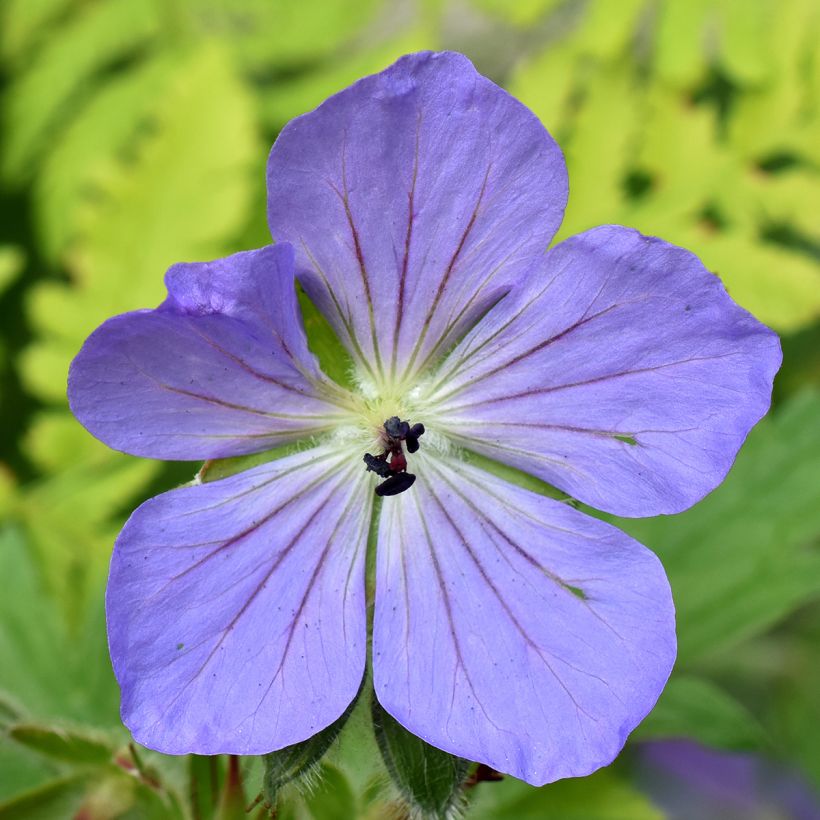 Storchschnabel Alaska - Geranium (Blüte)