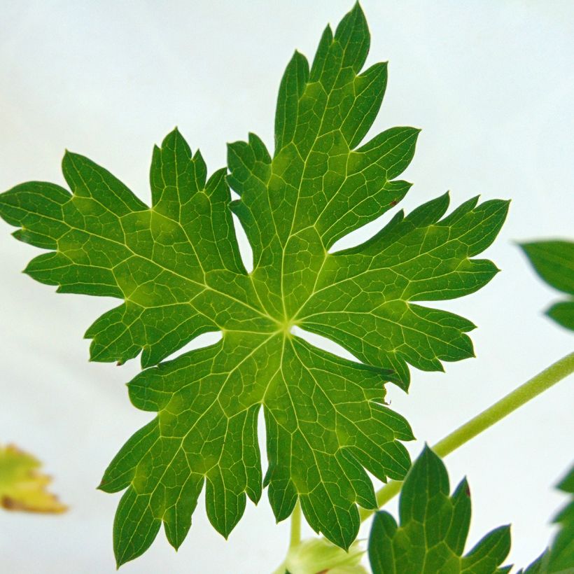 Storchschnabel Azure Rush - Geranium (Laub)