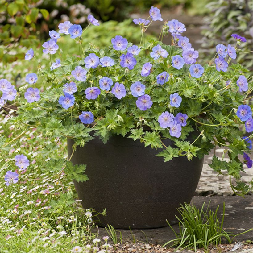 Storchschnabel Azure Rush - Geranium (Hafen)