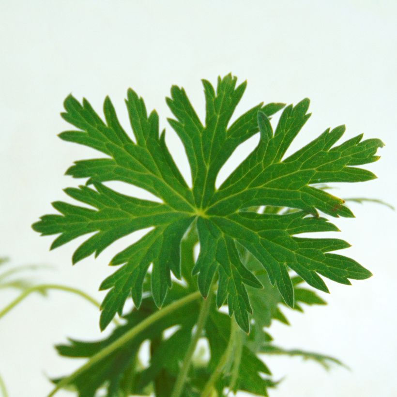 Storchschnabel Blue Cloud - Geranium (Laub)