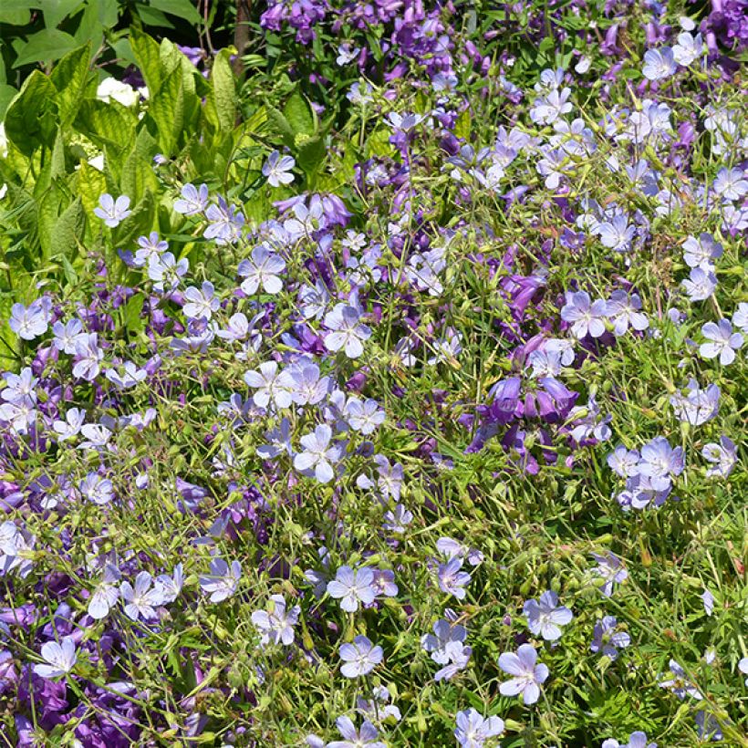 Storchschnabel Blue Cloud - Geranium (Blüte)