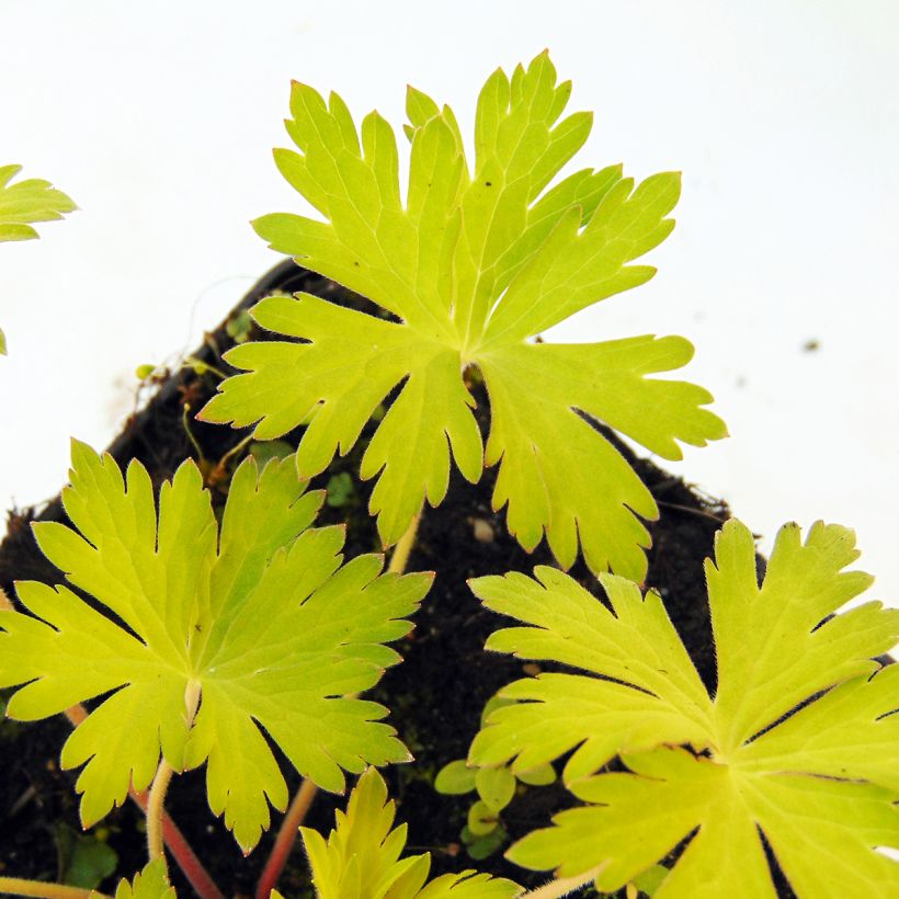 Storchschnabel Blue Sunrise - Geranium (Laub)