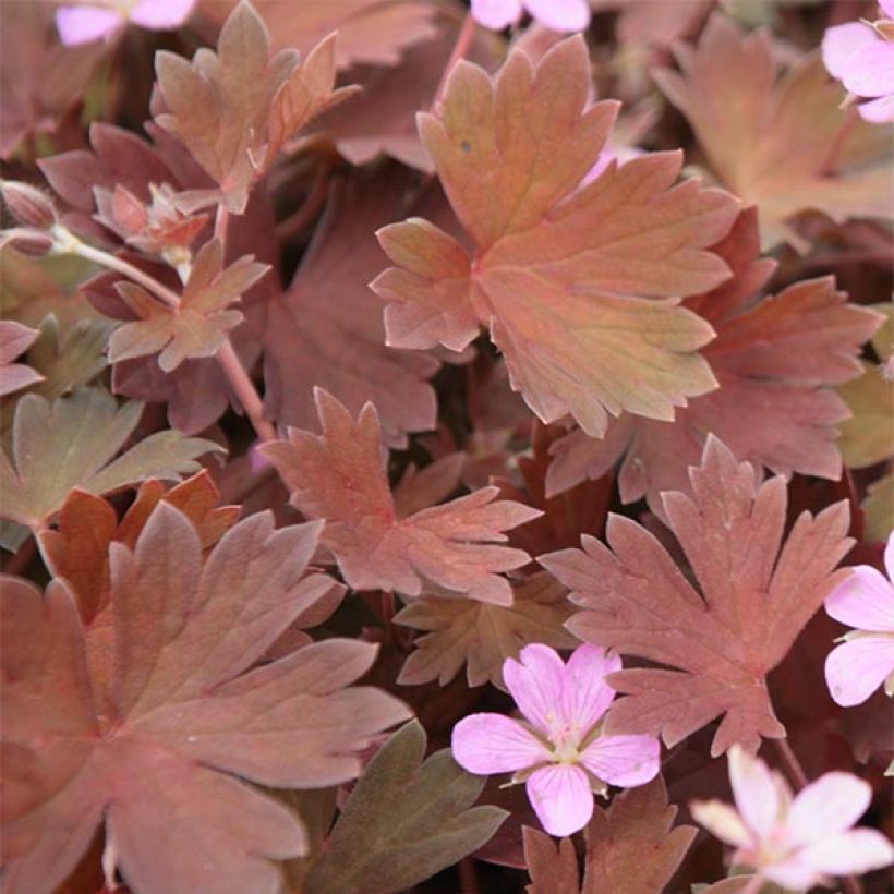 Geranium sessiliflorum Bob's Blunder - Storchschnabel (Laub)