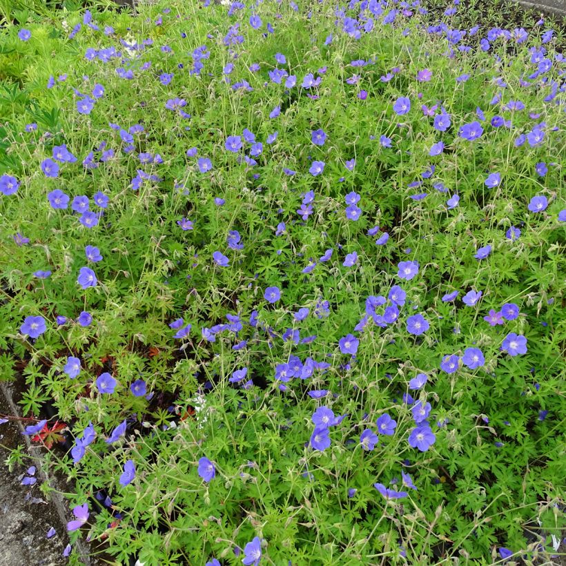 Storchschnabel Brookside - Geranium (Hafen)