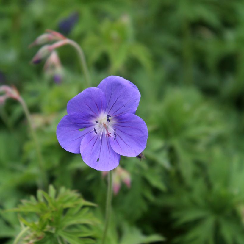 Storchschnabel Brookside - Geranium (Blüte)