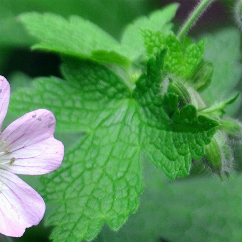 Storchschnabel Chantilly - Geranium (Laub)