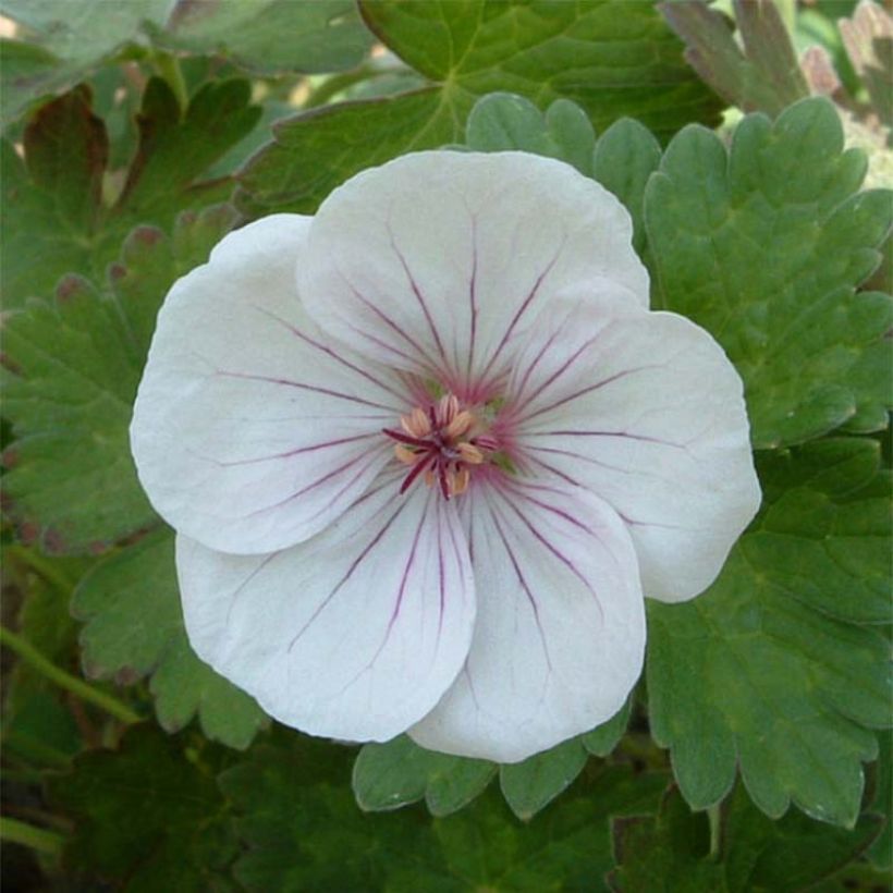 Storchschnabel Coombland White - Geranium (Blüte)