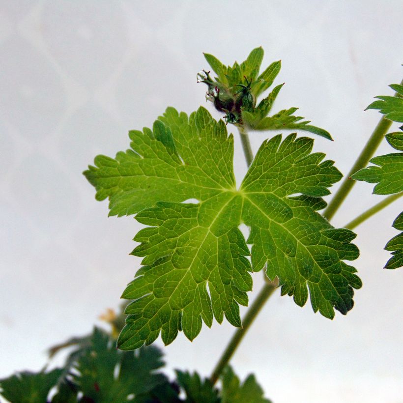 Storchschnabel Dragon Heart - Geranium (Laub)