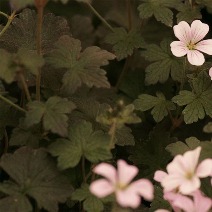 Geranium oxonianum Dusky Crug - Oxford-Storchschnabel (Laub)