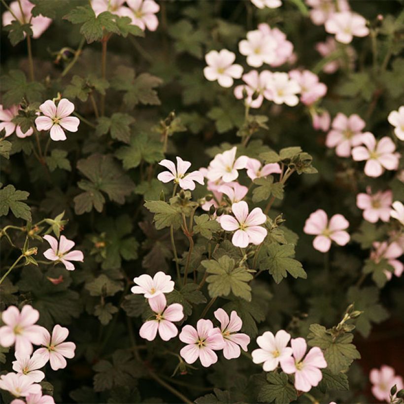 Geranium oxonianum Dusky Crug - Oxford-Storchschnabel (Blüte)