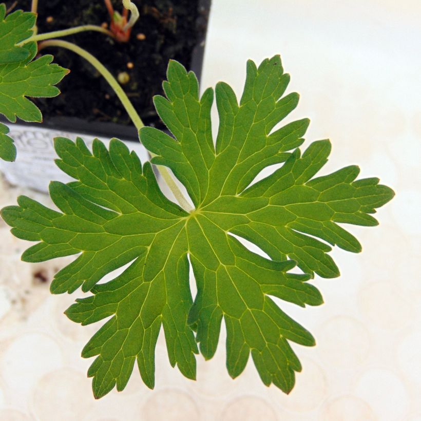 Storchschnabel Johnson's blue - Geranium (Laub)