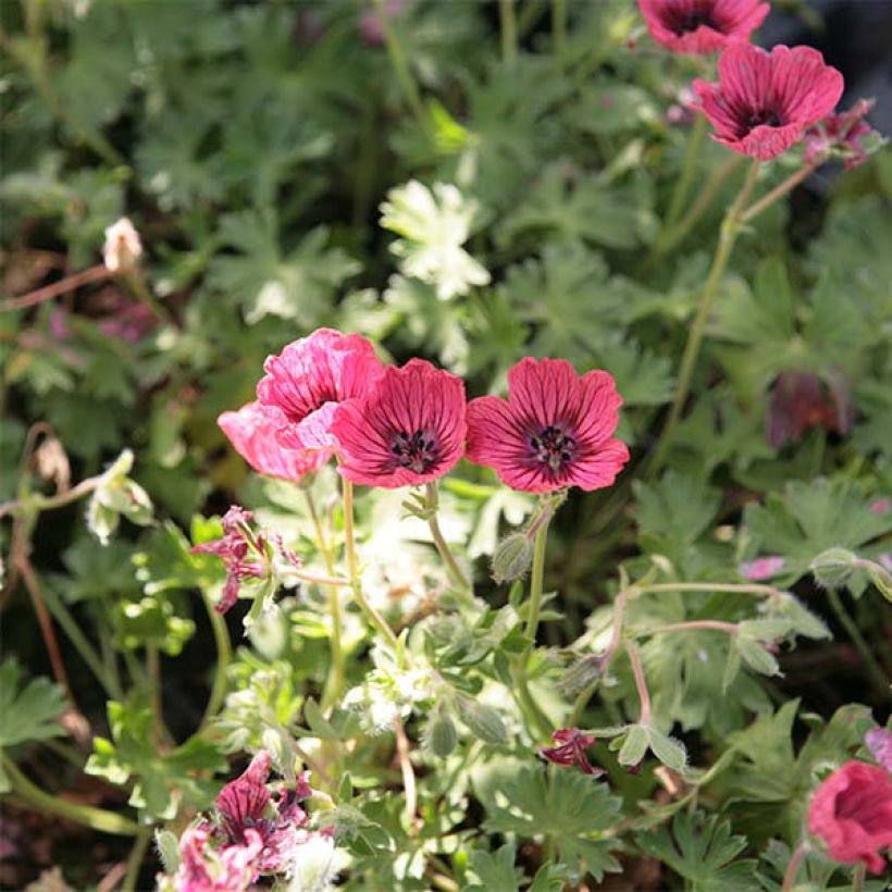 Geranium cinereum Jolly Jewel Salmon - Aschgrauer Storchschnabel (Blüte)