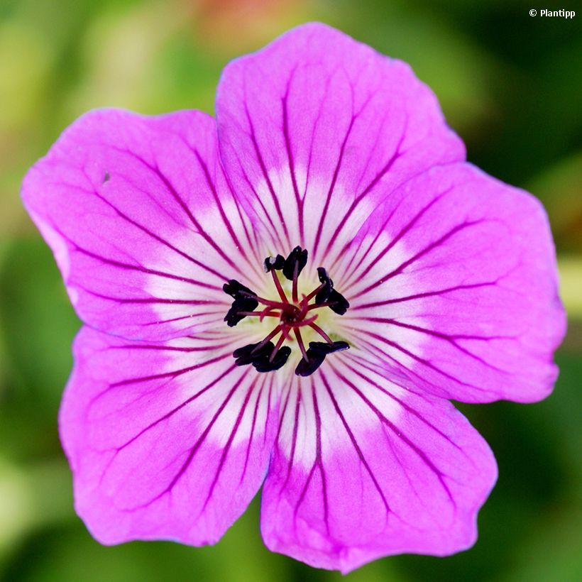 Storchschnabel Kelly-Anne - Geranium (Blüte)