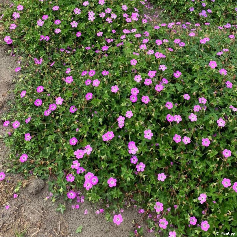 Storchschnabel Kelly-Anne - Geranium (Hafen)