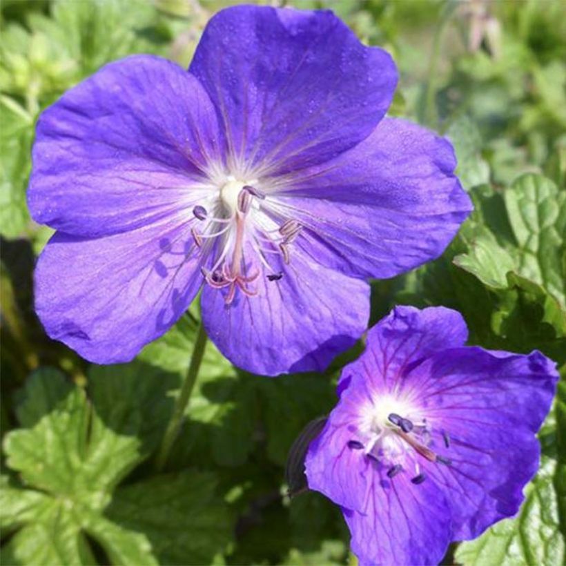 Storchschnabel Lea - Geranium (Blüte)