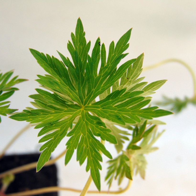 Storchschnabel Nimbus - Geranium (Laub)