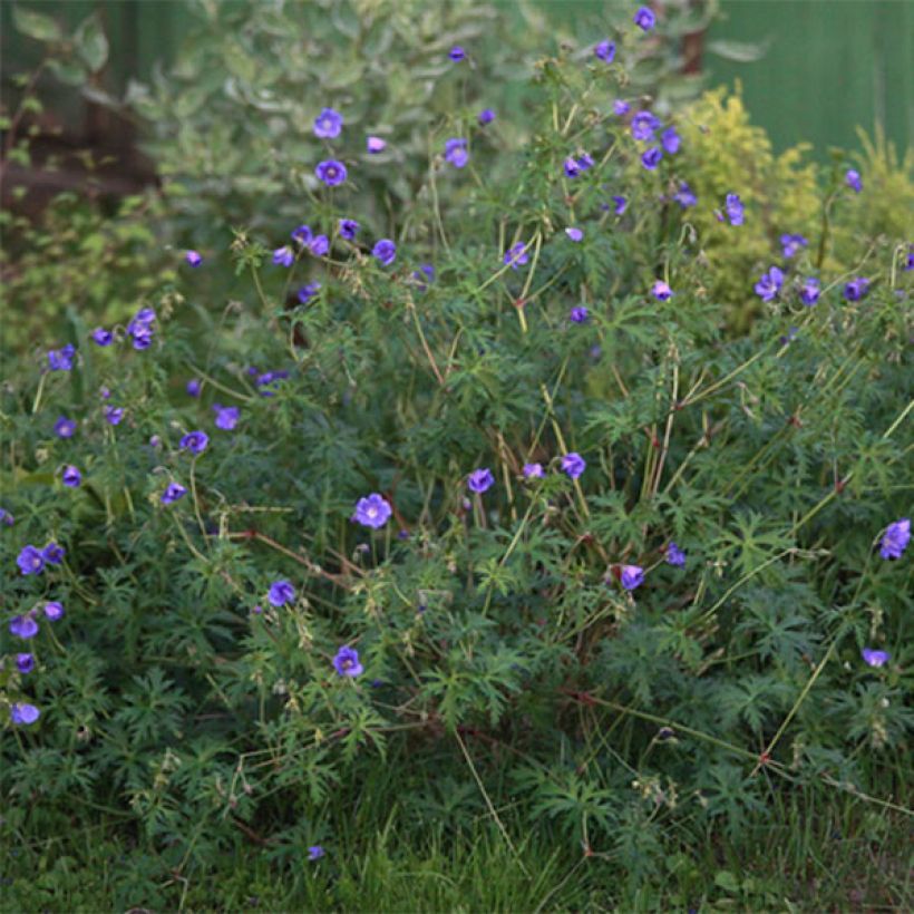 Storchschnabel Nimbus - Geranium (Blüte)