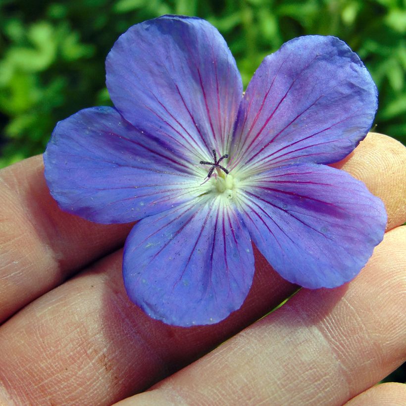 Storchschnabel Orion - Geranium (Blüte)