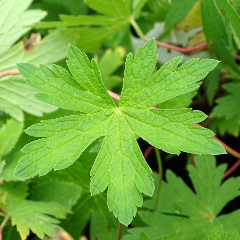 Storchschnabel Patricia - Geranium (Laub)