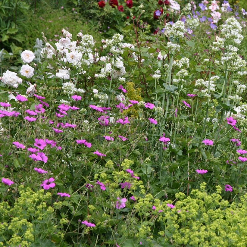 Storchschnabel Patricia - Geranium (Hafen)