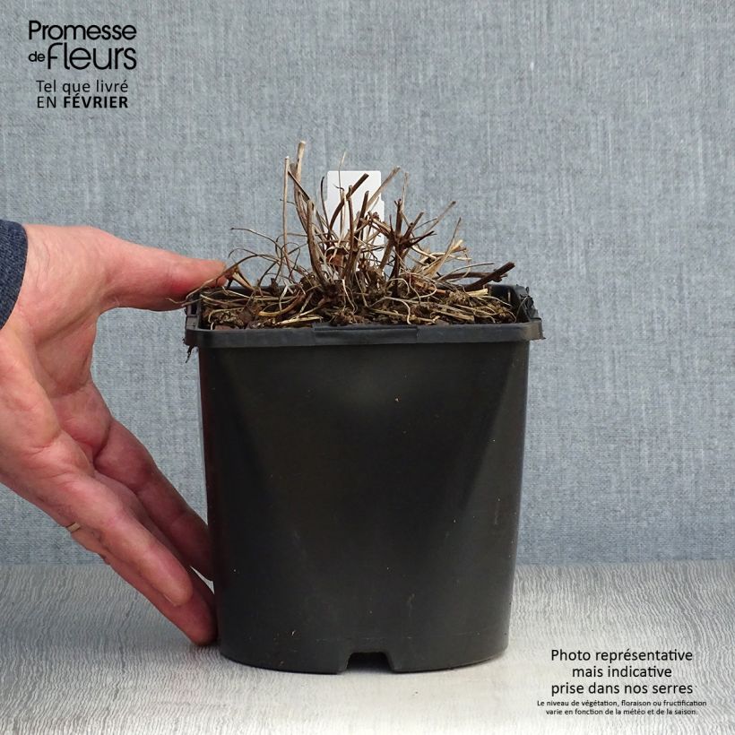 Exemplar von Géranium vivace Patricia en pot de 1.5/2 litres wie im Winter geliefert