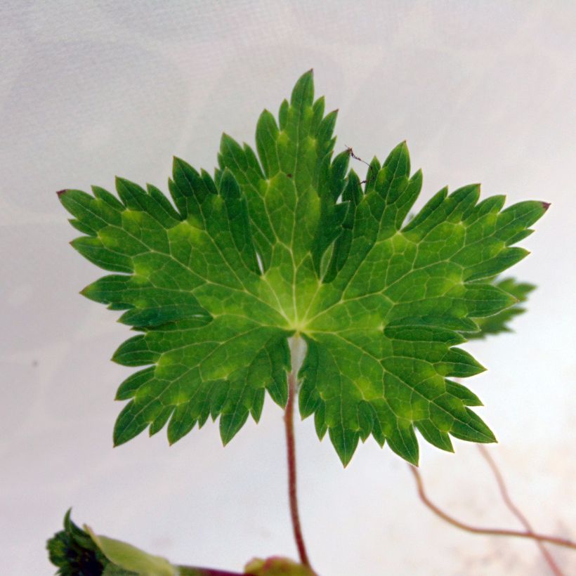 Storchschnabel Rise and Shine - Geranium (Laub)