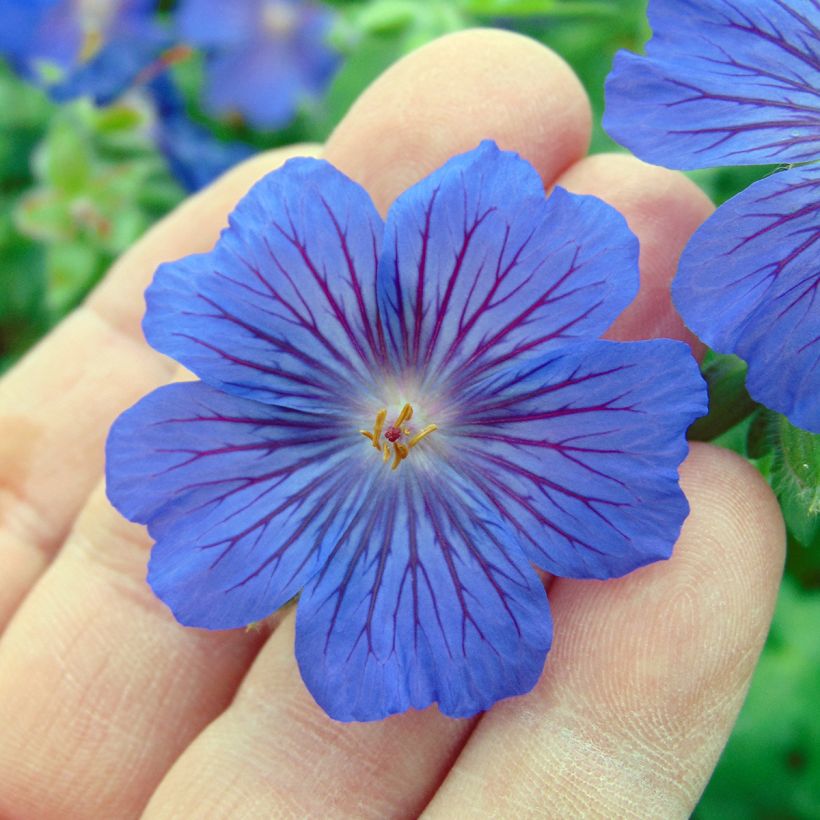 Storchschnabel Sabani Blue - Geranium (Blüte)