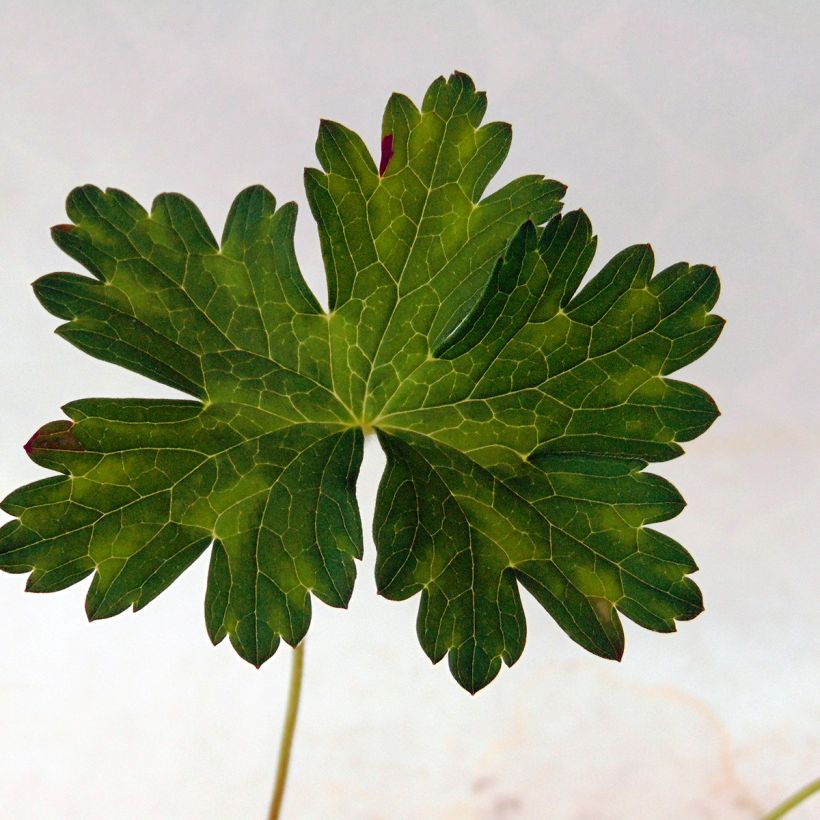 Storchschnabel Silvias Surprise - Geranium (Laub)