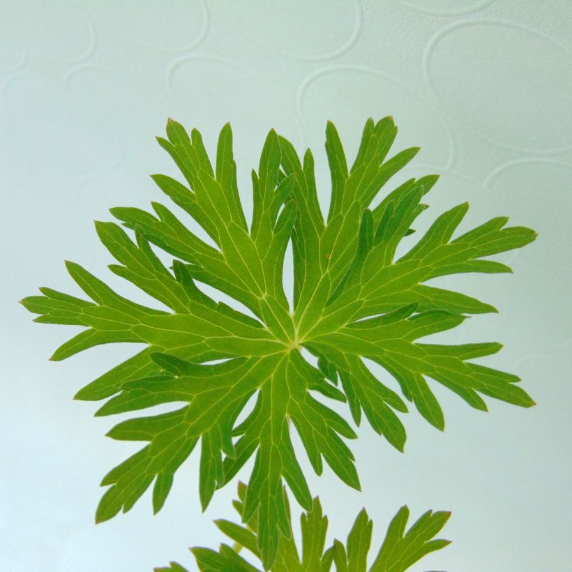 Geranium pratense Spinners - Wiesen-Storchschnabel (Laub)