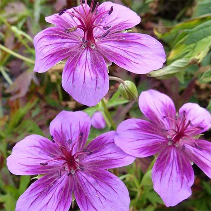 Geranium soboliferum Starman - Storchschnabel (Blüte)