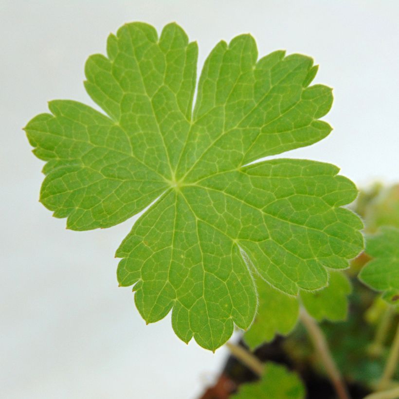 Storchschnabel Sue Crûg - Geranium (Laub)