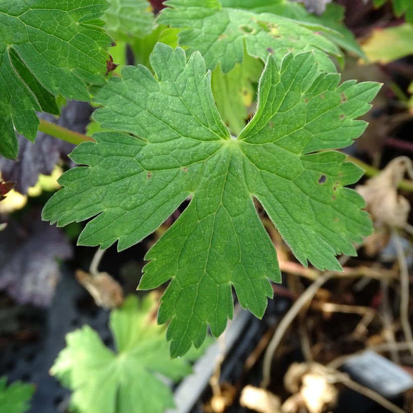 Storchschnabel Sweet Heidi - Geranium (Laub)