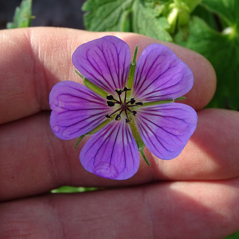 Storchschnabel Sweet Heidi - Geranium (Blüte)