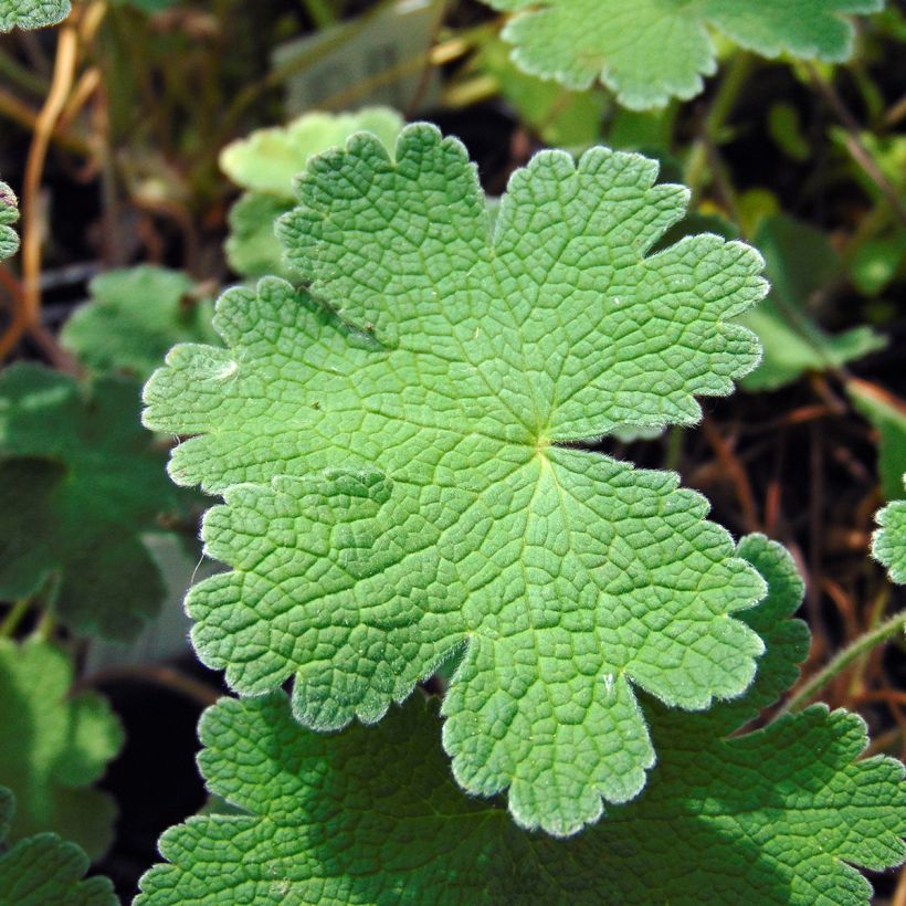 Storchschnabel Terre Franche - Geranium (Laub)