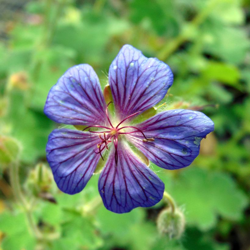 Storchschnabel Terre Franche - Geranium (Blüte)