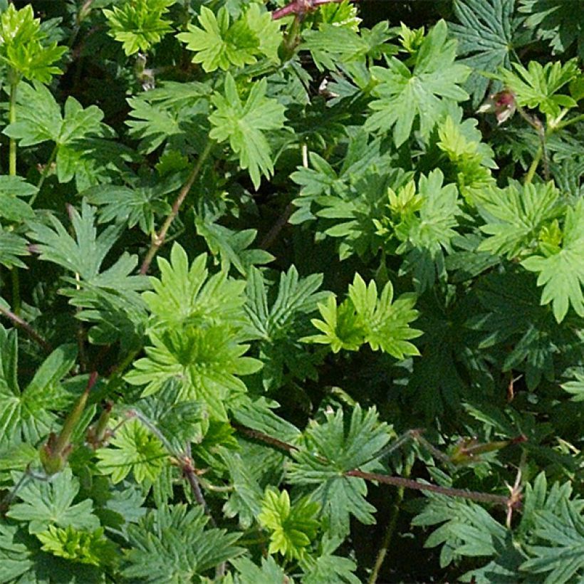 Storchschnabel Tiny Monster - Geranium (Laub)