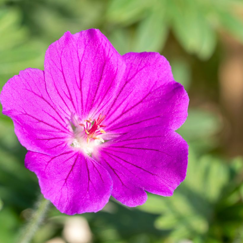 Storchschnabel Tiny Monster - Geranium (Blüte)