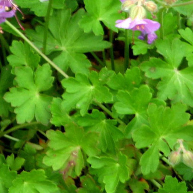 Geranium cantabrigiense Hanne - Cambridge Storchschnabel (Laub)