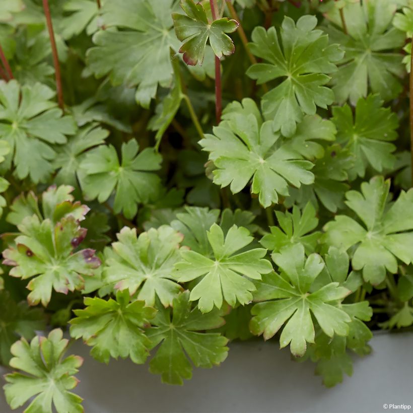 Geranium cantabrigiense Intense - Cambridge Storchschnabel (Laub)