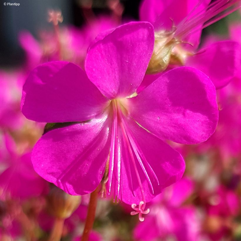 Geranium cantabrigiense Intense - Cambridge Storchschnabel (Blüte)