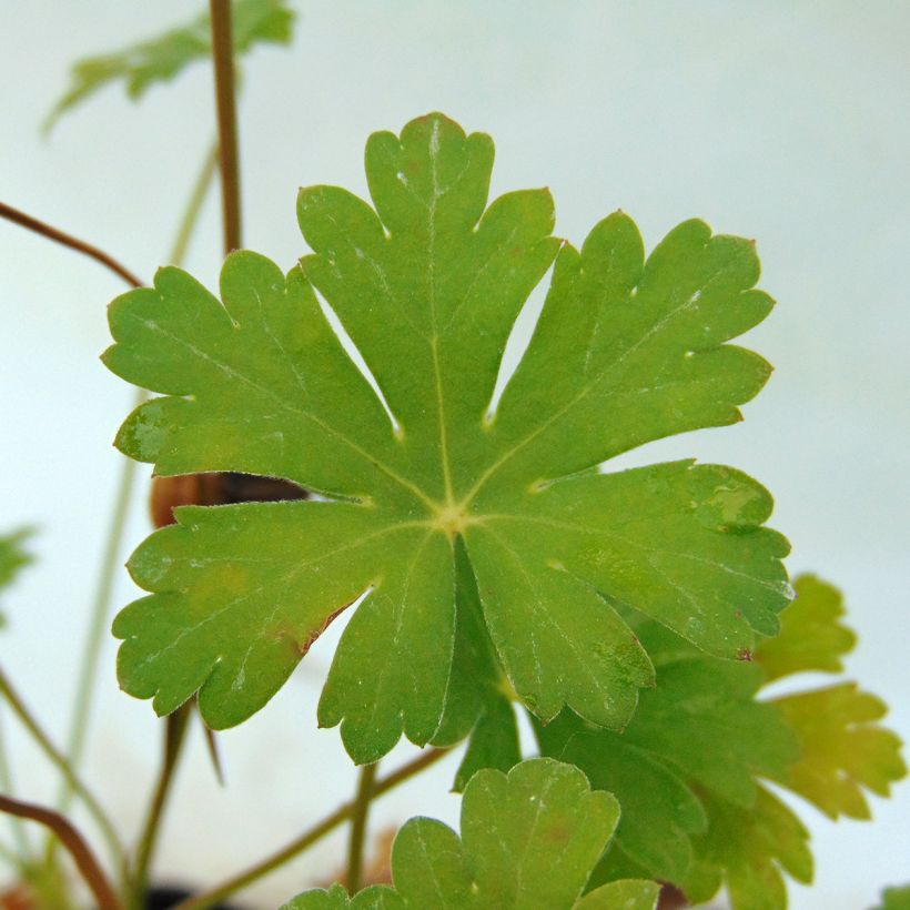 Geranium cantabrigiense Karmina - Cambridge Storchschnabel (Laub)